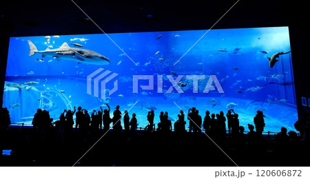 【沖縄県】沖縄美ら海水族館の黒潮の海のジンベイザメ 【沖縄県】沖縄美ら海水族館の黒潮の海のジンベイザメ 120606872