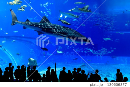 【沖縄県】沖縄美ら海水族館の黒潮の海のジンベイザメ 【沖縄県】沖縄美ら海水族館の黒潮の海のジンベイザメ 120606877