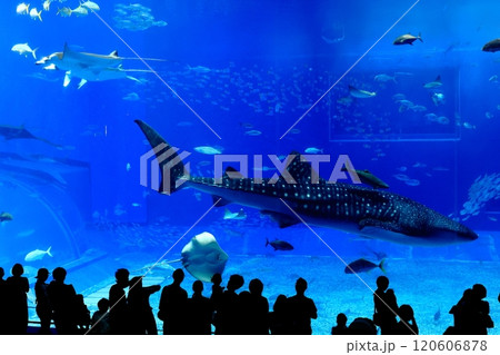 【沖縄県】沖縄美ら海水族館の黒潮の海のジンベイザメ 120606878
