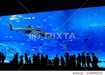 【沖縄県】沖縄美ら海水族館の黒潮の海のジンベイザメ 120606879