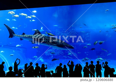 【沖縄県】沖縄美ら海水族館の黒潮の海のジンベイザメ 120606880