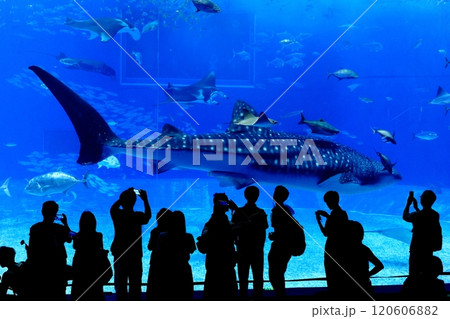 【沖縄県】沖縄美ら海水族館の黒潮の海のジンベイザメ 120606882