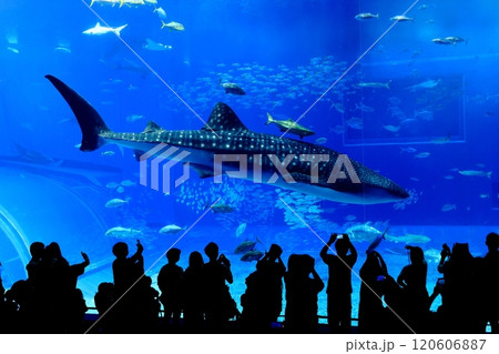 【沖縄県】沖縄美ら海水族館の黒潮の海のジンベイザメ 120606887