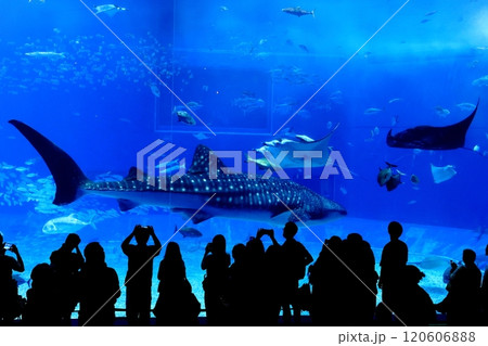 【沖縄県】沖縄美ら海水族館の黒潮の海のジンベイザメ 120606888