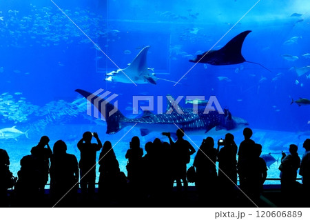 【沖縄県】沖縄美ら海水族館の黒潮の海のジンベイザメ 120606889