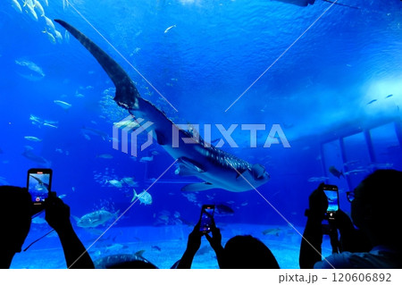 【沖縄県】沖縄美ら海水族館の黒潮の海のジンベイザメ 【沖縄県】沖縄美ら海水族館の黒潮の海のジンベイザメ 120606892