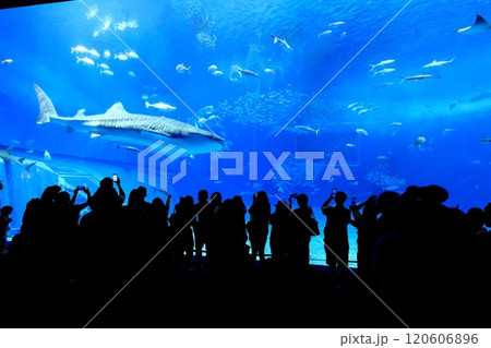 【沖縄県】沖縄美ら海水族館の黒潮の海のジンベイザメ 【沖縄県】沖縄美ら海水族館の黒潮の海のジンベイザメ 120606896