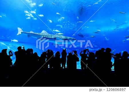 【沖縄県】沖縄美ら海水族館の黒潮の海のジンベイザメ 【沖縄県】沖縄美ら海水族館の黒潮の海のジンベイザメ 120606897