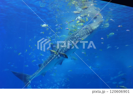 【沖縄県】沖縄美ら海水族館の黒潮の海のジンベイザメ 120606901