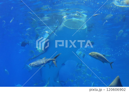 【沖縄県】沖縄美ら海水族館の黒潮の海のジンベイザメ 120606902