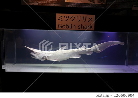 【沖縄県】沖縄美ら海水族館のミツクリザメ 120606904