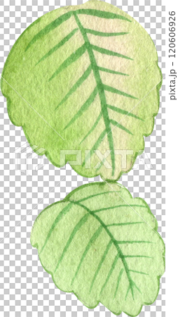 two strawberry leaves, hand-drawn watercolor illustration two strawberry leaves, hand-drawn watercolor illustration 120606926