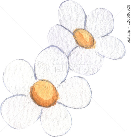 two flowers with soft white petals and yellow centers, hand-drawn watercolor illustration two flowers with soft white petals and yellow centers, hand-drawn watercolor illustration 120606929