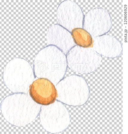 two flowers with soft white petals and yellow centers, hand-drawn watercolor illustration two flowers with soft white petals and yellow centers, hand-drawn watercolor illustration 120606929