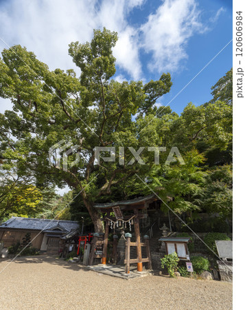 鐸比古鐸比賣神社と御神木 鐸比古鐸比賣神社と御神木 120606984