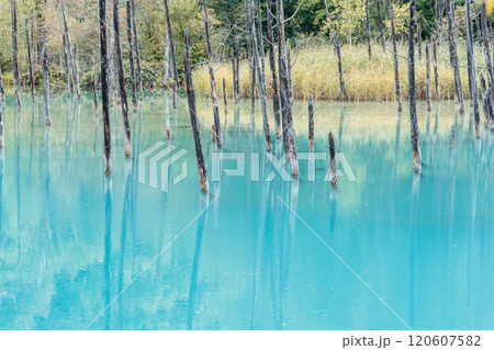 【美瑛町白金　青い池と水鏡】 120607582