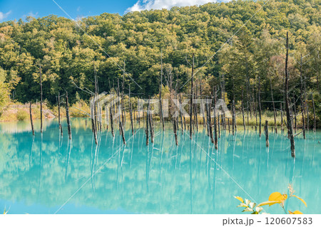 【美瑛町白金　青空の青い池と水鏡】 120607583