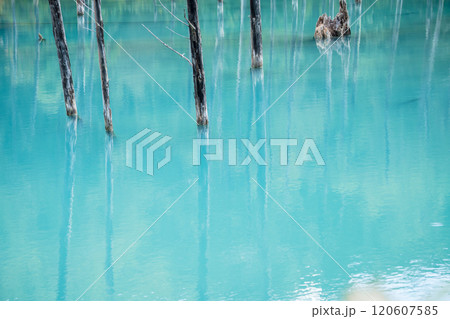 【美瑛町白金　青い池と水鏡】 120607585