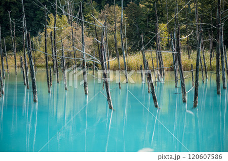 【美瑛町白金　青い池と水鏡】 120607586