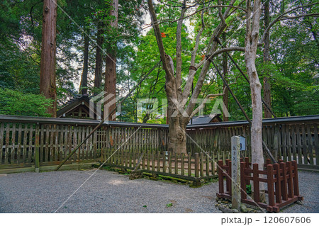 宮﨑 天岩戸神社 境内の御神木 招霊の木 120607606