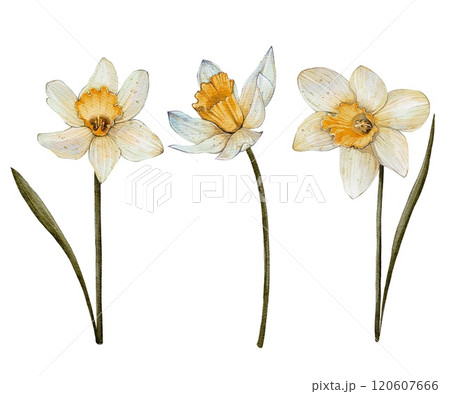 Spring Flower Narcissus 120607666