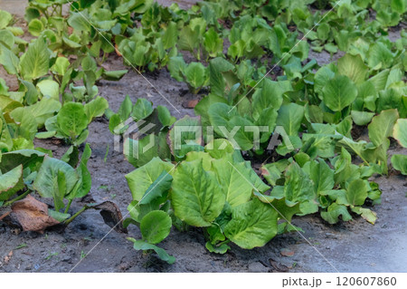 Badan flowers seedlings  in cottage garden. Green Badan seedling are planted in village garden. Sunny day. 120607860