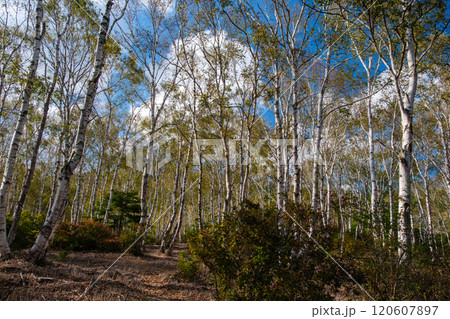 白樺と青空 120607897