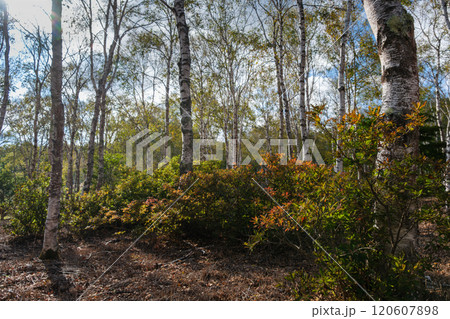 白樺とツツジ 白樺とツツジ 120607898