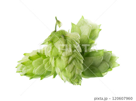 Fresh green hops branch, isolated on a white background. Hop cones with leaf. Organic Hop Flowers. Clipping path. Fresh green hops branch, isolated on a white background. Hop cones with leaf. Organic Hop Flowers. Clipping path. 120607960