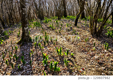 道志山塊の小天狗山頂　朝日そそぐコバイケソウの若葉生える頂 120607982