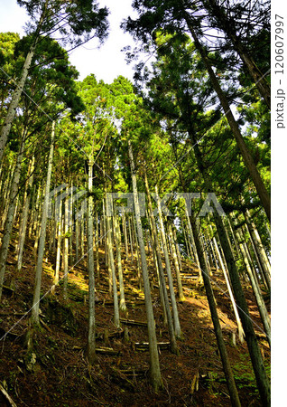 丹沢の袖平山 朝日射す袖平山北尾根 杉林 丹沢の袖平山 朝日射す袖平山北尾根 杉林 120607997