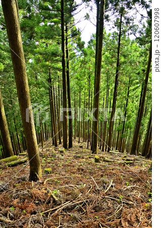 丹沢の袖平山 袖平山北尾根の杉林 丹沢の袖平山 袖平山北尾根の杉林 120607998