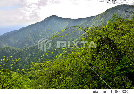 丹沢の袖平山　袖平山北尾根より新緑の黍殻山と八丁坂ノ頭を望む 120608002