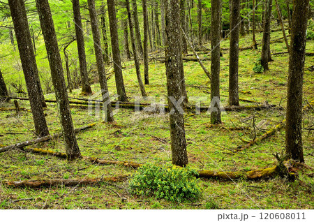 丹沢の袖平山山頂の新緑の唐松林 丹沢の袖平山山頂の新緑の唐松林 120608011