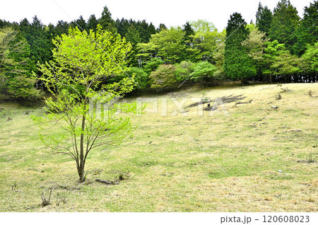 春の丹沢主脈の縦走路 新緑の黍殻山の黍殻避難小屋広場 オオバアサガラ 春の丹沢主脈の縦走路 新緑の黍殻山の黍殻避難小屋広場 オオバアサガラ 120608023
