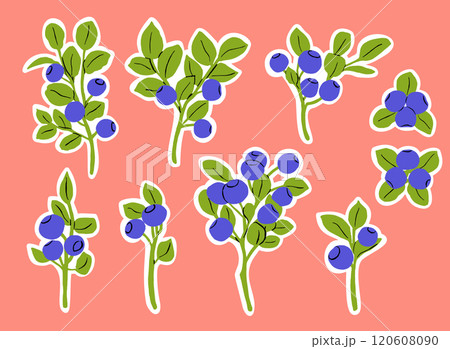 Sticker Set with Colorful Bilberry Branches Vector Illustration on White Background 120608090