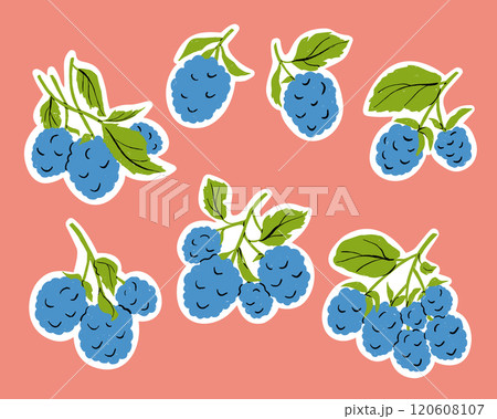 Sticker Set with Blackberry Branches Vector Illustration on White Background 120608107