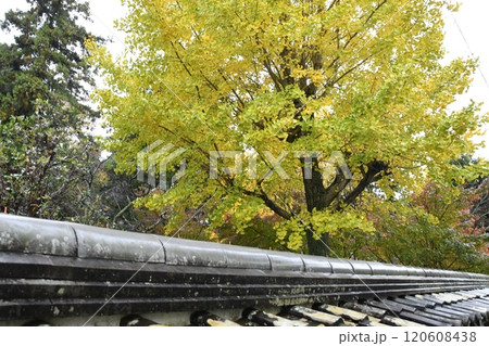 玉城 廣泰寺 紅葉 玉城 廣泰寺 紅葉 120608438