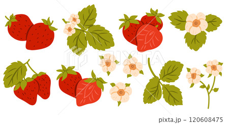 Red Berry Strawberry and a Half of Strawberry. Flat Set Flower, Petal, Strawberry Isolated on White Background 120608475