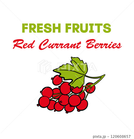 Currant Fruit Icon Card for Brochures, Banners, Restaurant and Menu Currant Fruit Icon Card for Brochures, Banners, Restaurant and Menu 120608657