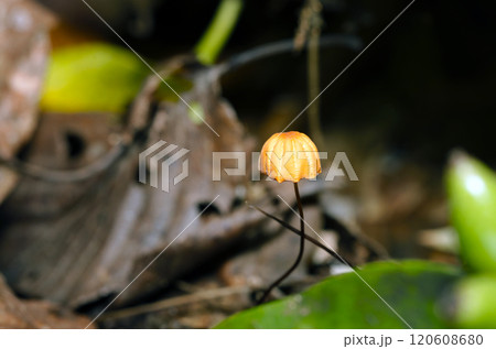 パラソルのようなハリガネオチバタケの飴色の傘と黒い柄（晴天下・自然光・マクロ撮影） 120608680