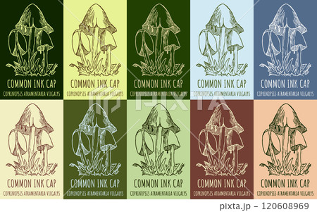 Set of vector drawing of COMMON INK CAP in various colors. Hand drawn illustration. Latin name COPRINOPSIS ATRAMENTARIA . 120608969