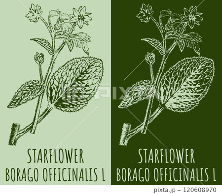 Vector drawings STARFLOWER. Hand drawn illustration. Latin name BORAGO OFFICINALIS L. 120608970