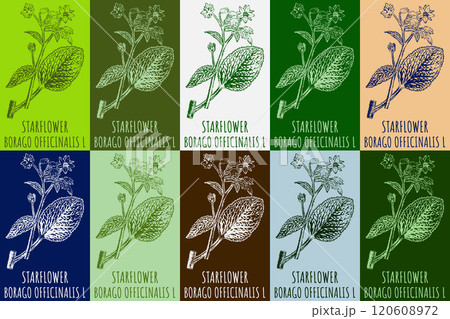 Set of vector drawing of STARFLOWER in various colors. Hand drawn illustration. Latin name BORAGO OFFICINALIS L. 120608972