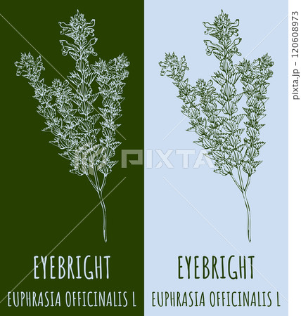 Vector drawings EYEBRIGHT. Hand drawn illustration. Latin name EUPHRASIA OFFICINALIS L. Vector drawings EYEBRIGHT. Hand drawn illustration. Latin name EUPHRASIA OFFICINALIS L. 120608973