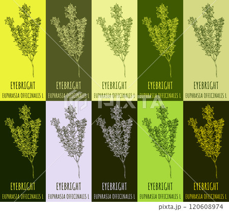 Set of vector drawing of EYEBRIGHT in various colors. Hand drawn illustration. Latin name EUPHRASIA OFFICINALIS L. Set of vector drawing of EYEBRIGHT in various colors. Hand drawn illustration. Latin name EUPHRASIA OFFICINALIS L. 120608974