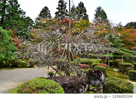 西明寺　不断桜 120609104