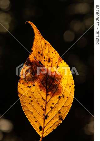 森の中で紅葉した葉 森の中で紅葉した葉 120609379