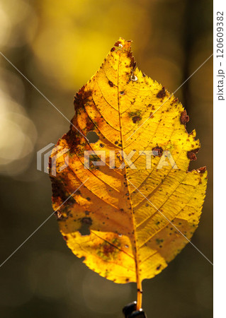 森の中で紅葉した葉 120609382
