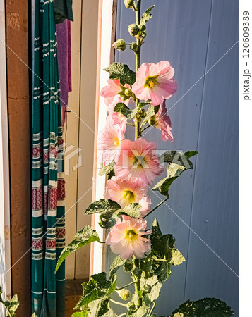 Pink common mallow. Latin name Malva L. Flowers shine under the rays of the sun. 120609389